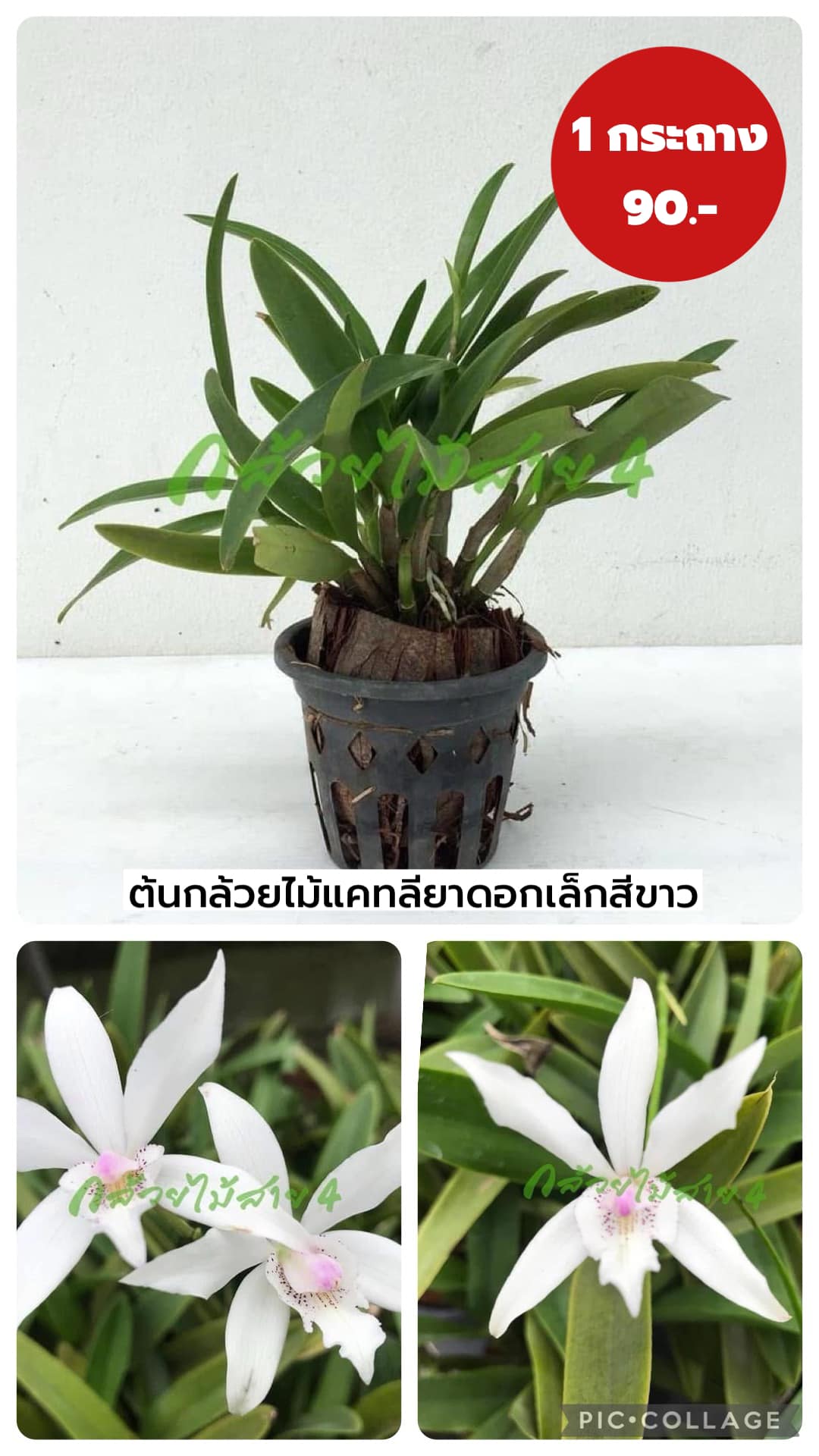 กล้วยไม้แคทลียา ดอกเล็กสีขาว พร้อมกระถาง 3.5 นิ้ว