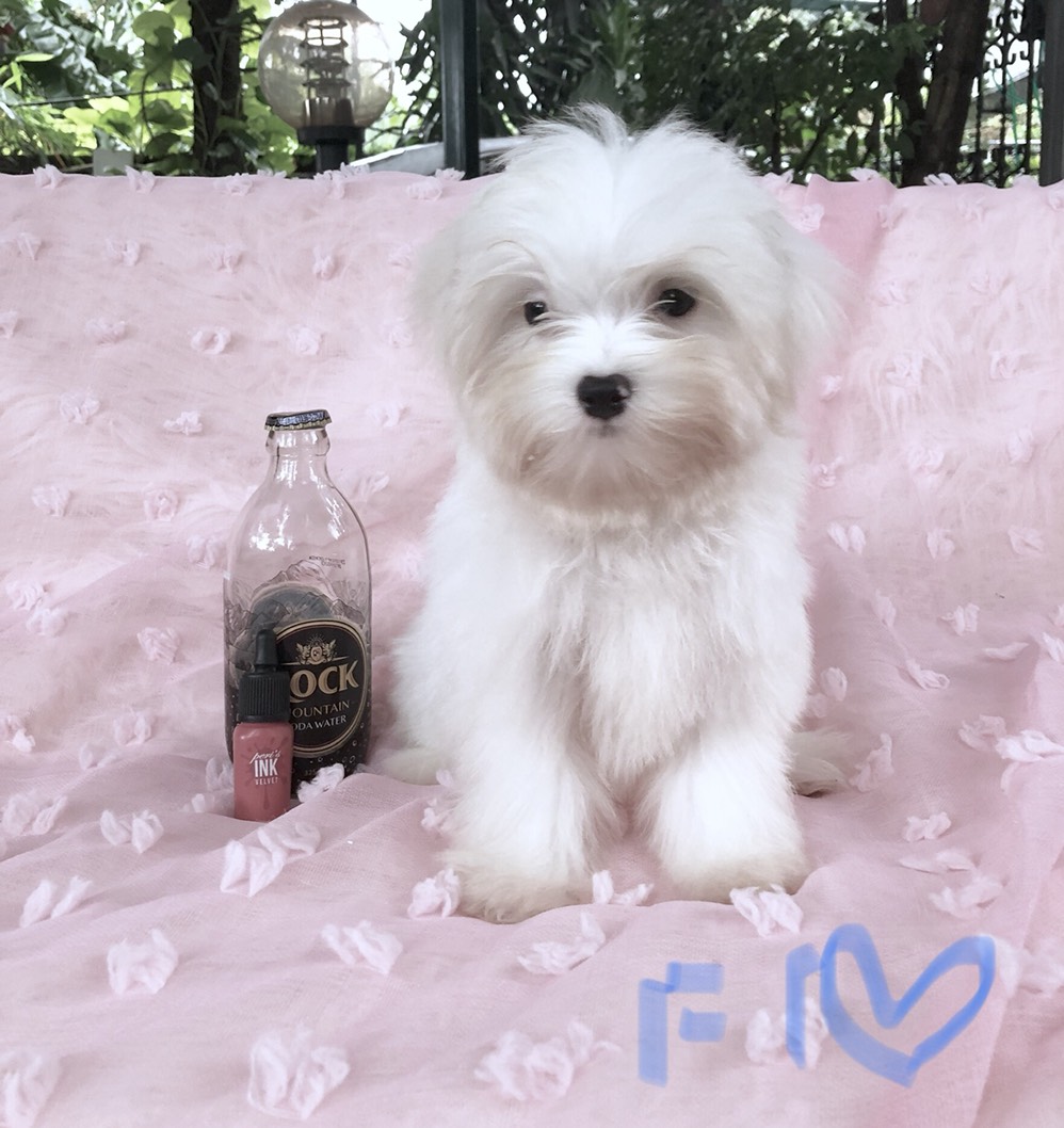 ขายลูกมอลทีส ตัวผู้ และตัวเมีย แข็งแรง