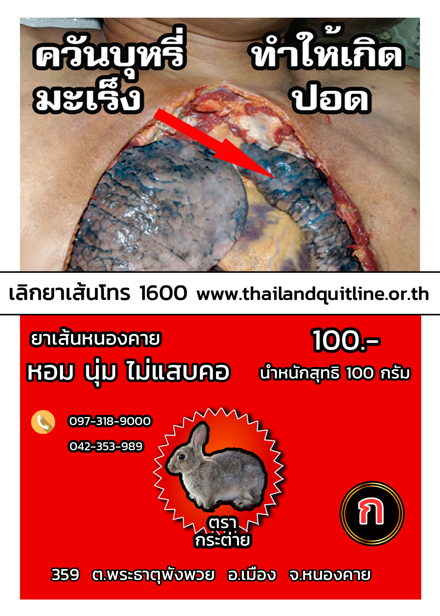 YASEN กระต่ายแดง กองทิพย์ ( มีก้านเล็กน้อย )