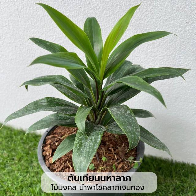 ต้นเทียนมหาลาภ เทียนมหามงคล เทียนนำโชค หมากผู้หมากเมียใบเล็กสีเขียว พร้อมกระถาง 6 นิ้ว ไม้มงคลนำพาโชคลาภเงินทอง (Cordyline Fruticosa)