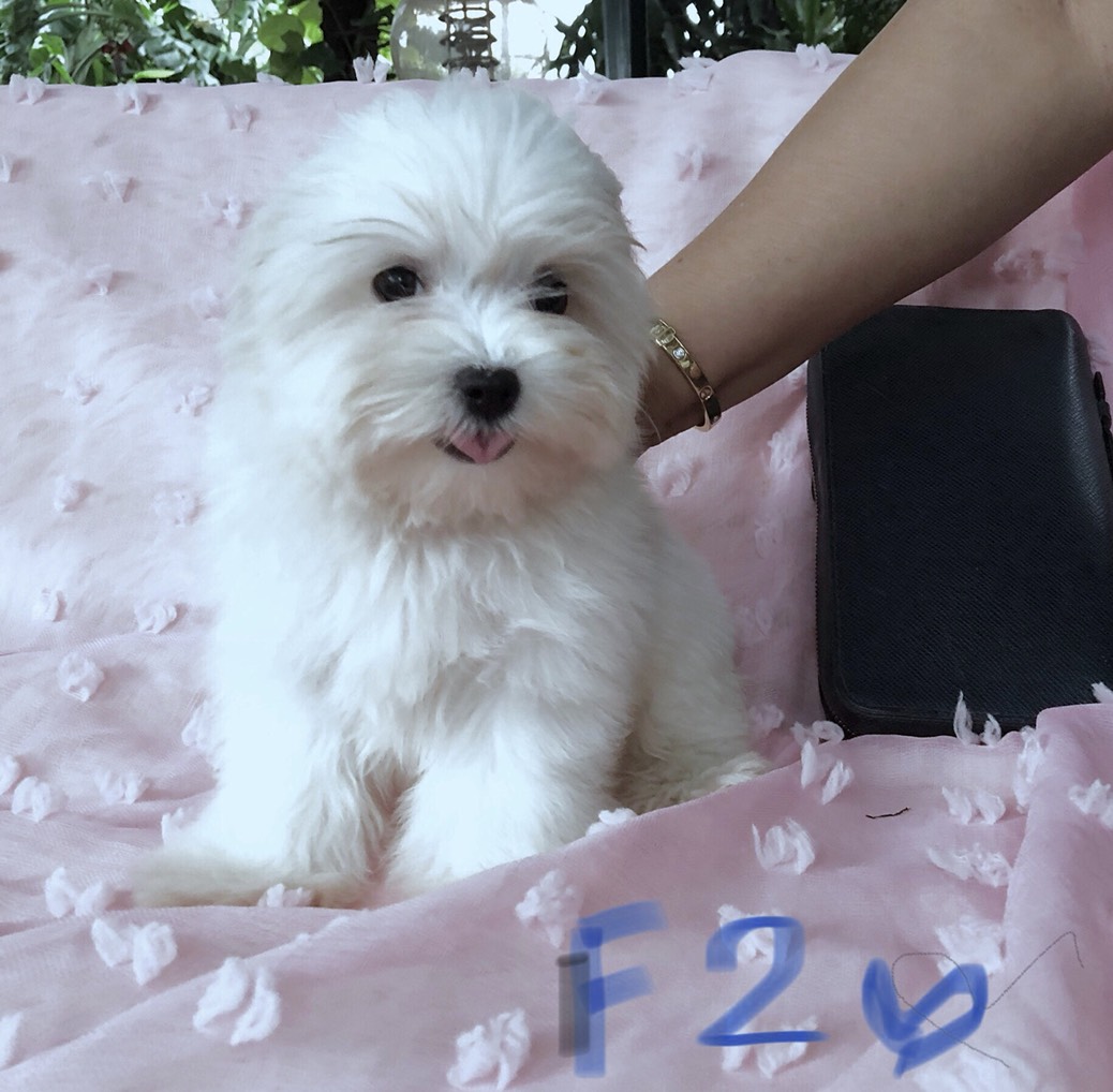 ขายลูกมอลทีส ตัวผู้ และตัวเมีย แข็งแรง