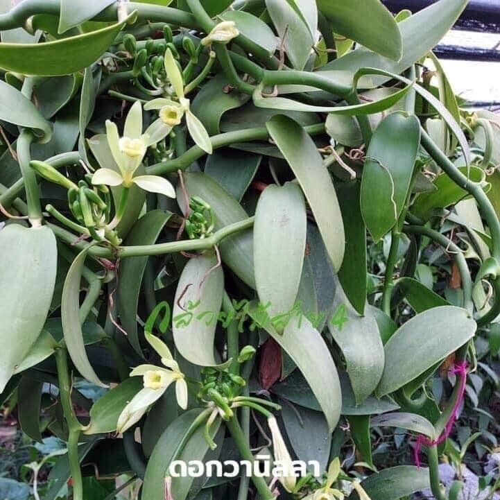 เถาต้นวานิลลาแพลนนิโฟเลียใบใหญ่ ความยาว 1 เมตร 1 ชุด 5 เถา