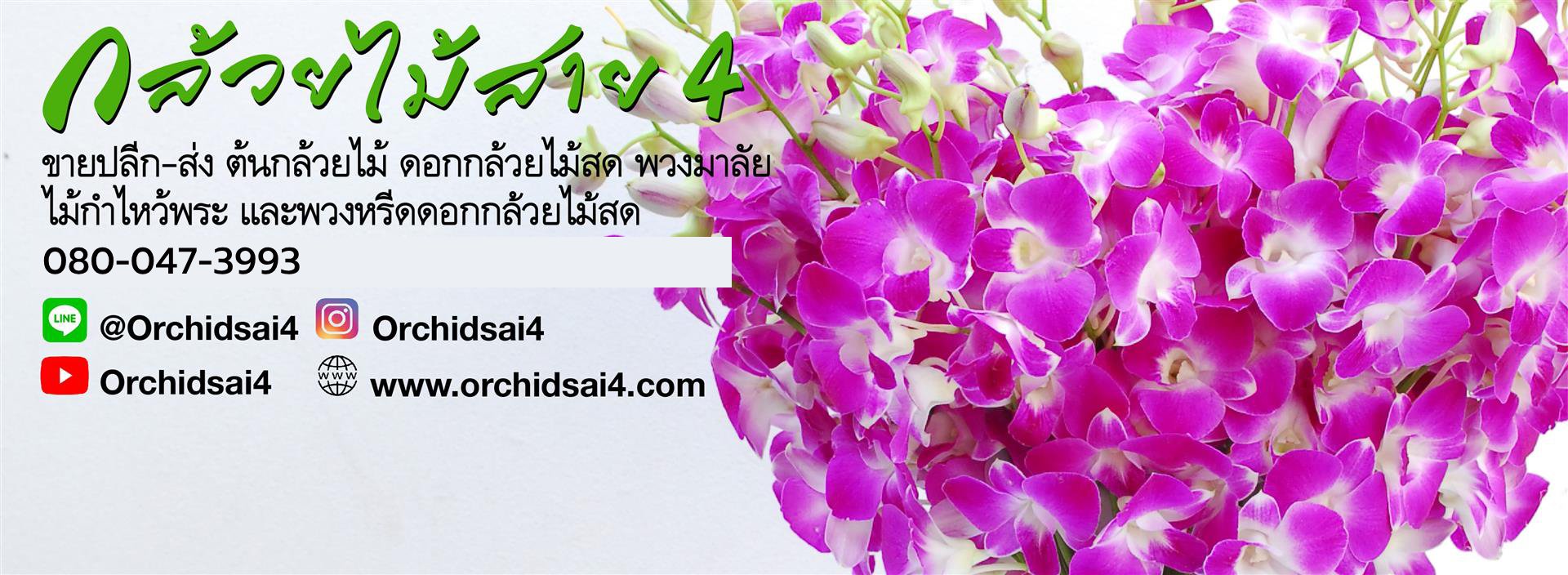 กล้วยไม้สาย4