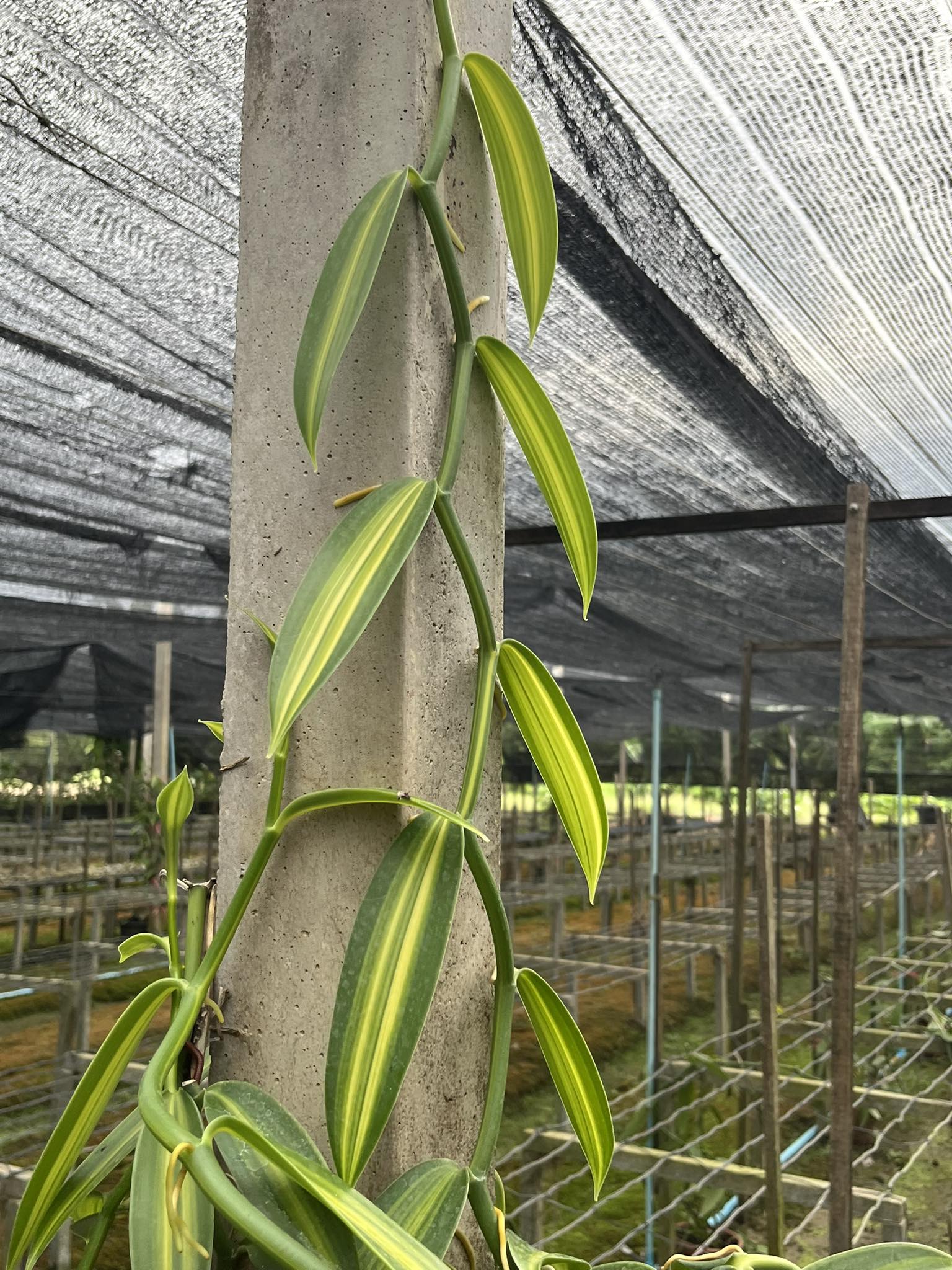 เถาต้นวานิลลาแพลนนิโฟเลียใบด่าง 1 ชุด มี 2 เถา ความยาวเถา 50 ซม. (Variegated Planifolia Vanilla Orchid Vines with 50 cm long - a set of 2 vines)
