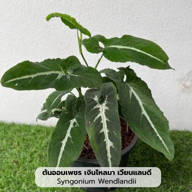 ต้นออมเพชร เงินไหลมา เวียนแลนดี (Syngonium Wendlandii) ไม้ฟอกอากาศ ไม้มงคล ไม้ประดับสวน ตกแต่งห้อง พร้อมกระถาง 6 นิ้ว