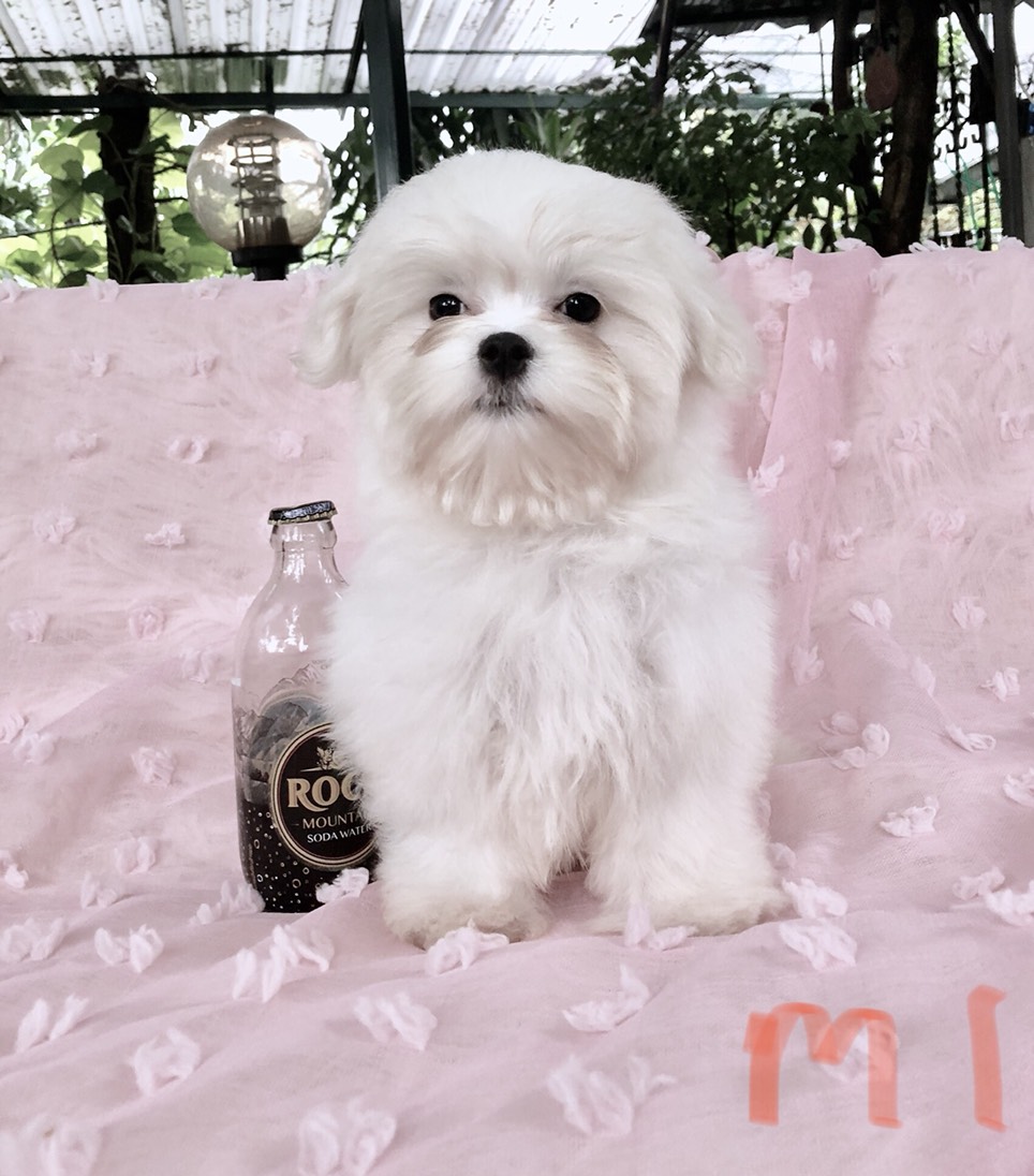 ขายลูกมอลทีส ตัวผู้ และตัวเมีย แข็งแรง