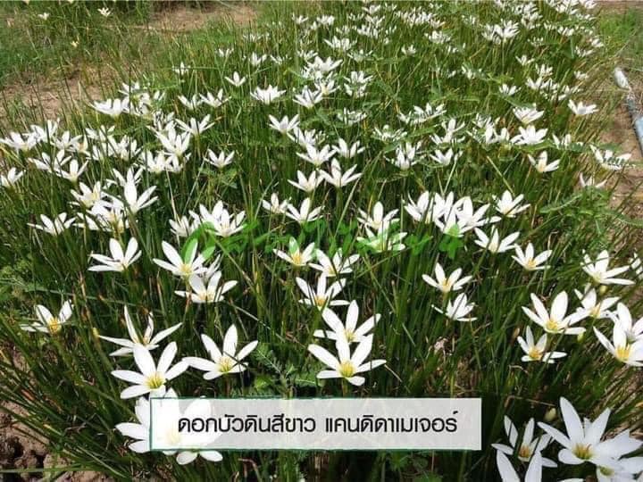 บัวดินพันธุ์ Candida Major 1 ชุด 30 หัว ดอกสีขาว