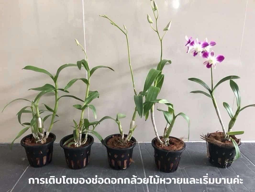 ต้นกล้วยไม้หวายหน่อชำ 10 ต้นคละ 3 สี ม่วง พันธุ์บอม, ชมพู พันธุ์ ซุปเปอร์พิงค์, ขาว พันธุ์ ขาว5N