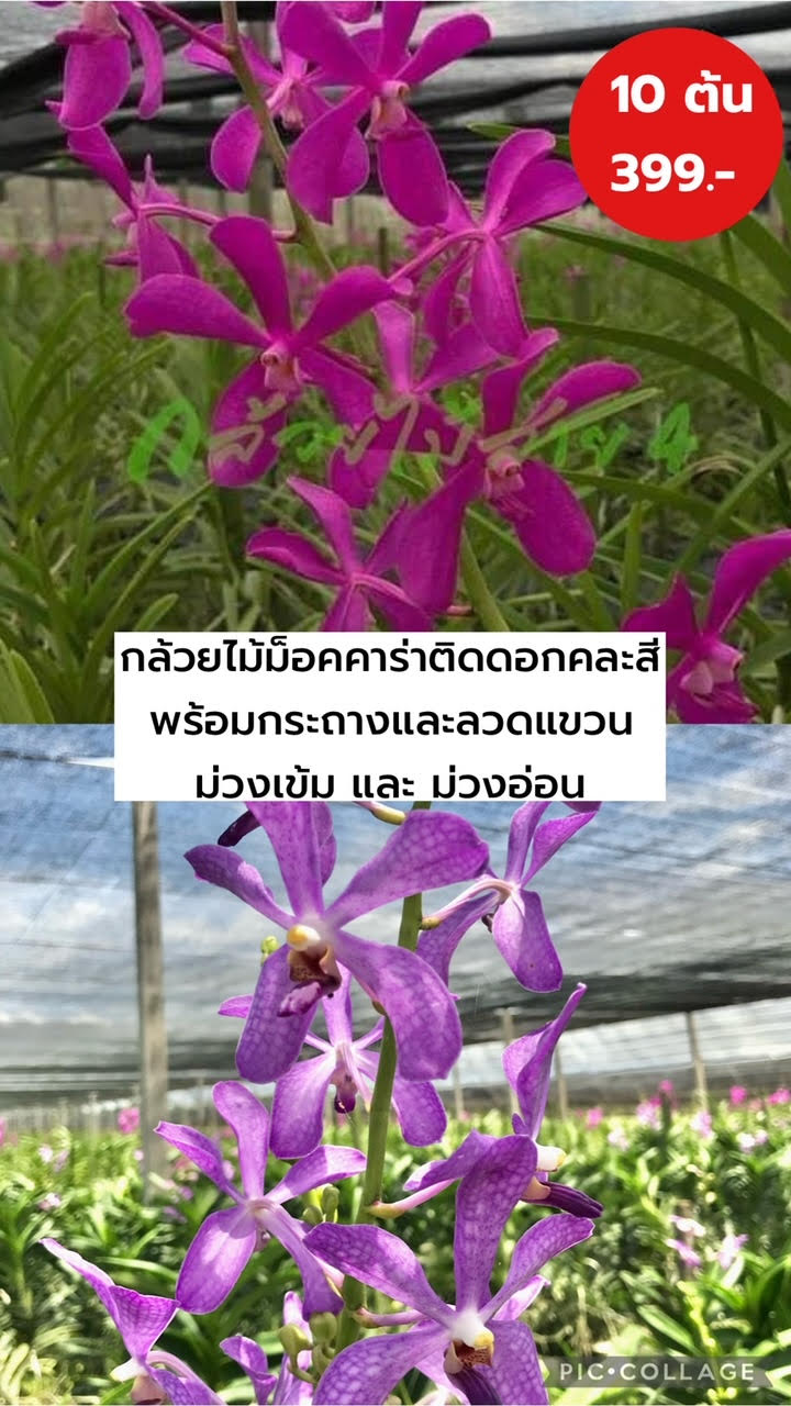 ต้นกล้วยไม้ม็อคคาร่าติดดอกโทนสีม่วงเข้มและอ่อน 10 ต้น (10 Purple Tone Color Flowering Mokara Orchid Plants) พร้อมกระถางและลวดแขวน