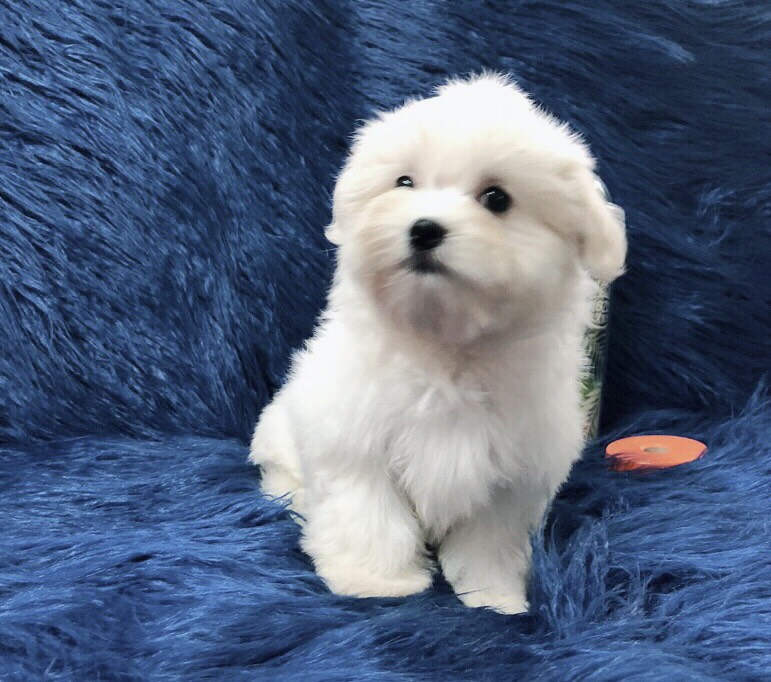 ขายมอลทีสสีขาว ตัวผู้ 3 ตัวเมีย 2 ตัว