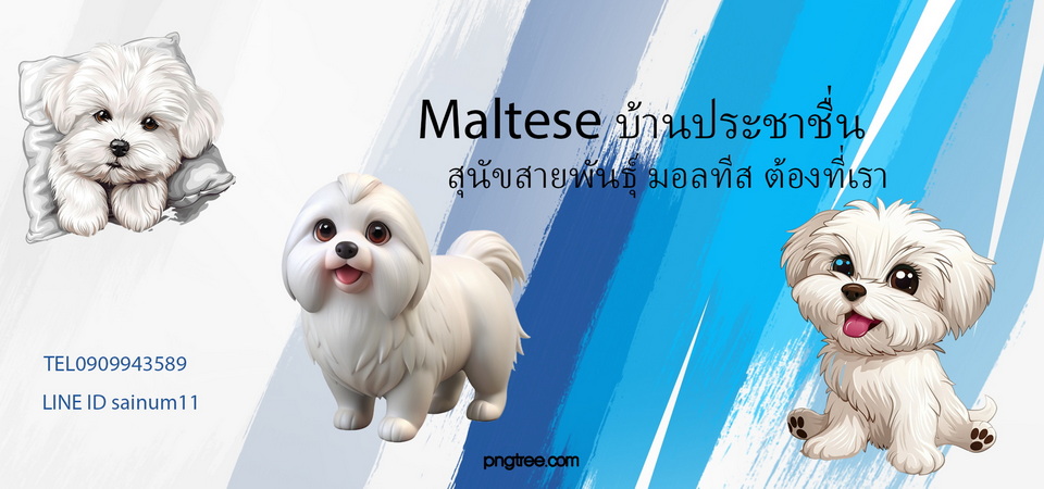ขายลูกสุนัขพันธุ์แท้ มอลทีส สายพันธุ์ดี By maltese@lovekannel(สุนัขบ้านประชาชื่น)