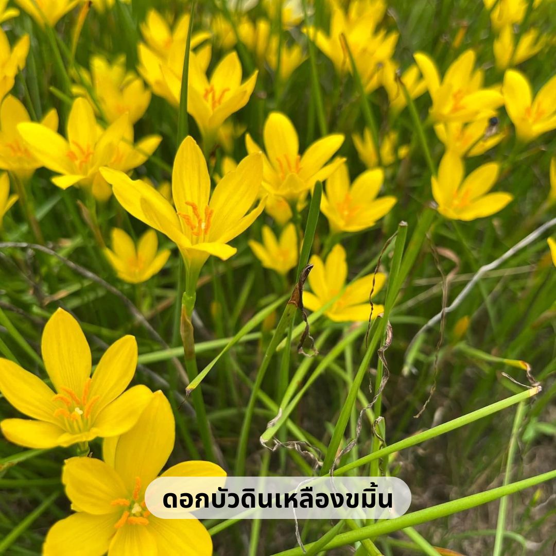 บัวดินพันธุ์ เหลืองขมิ้น 1 ชุด 30 หัว ดอกสีเหลือง