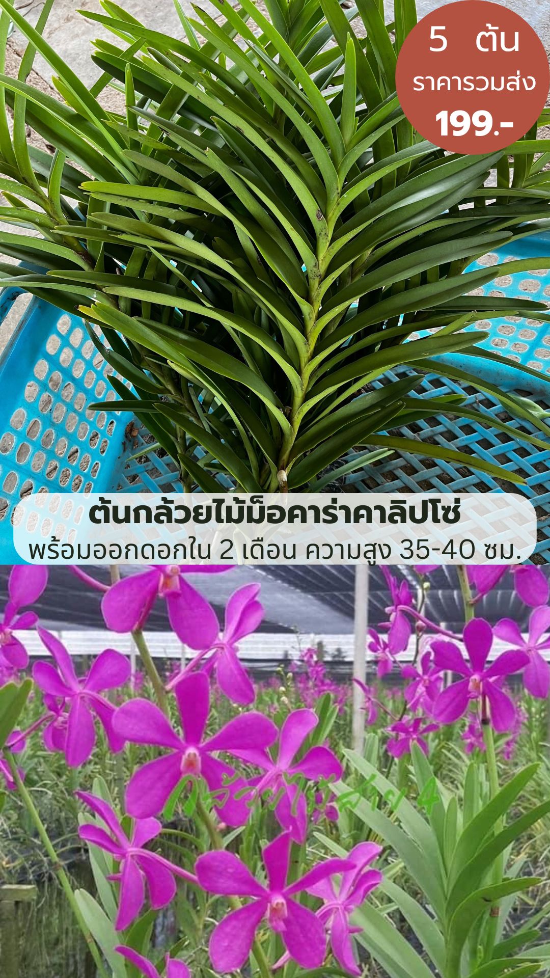 ยอดต้นกล้วยไม้ม็อคคาร่าคาลิปโซ่ 5 ต้น ดอกสีม่วงสด