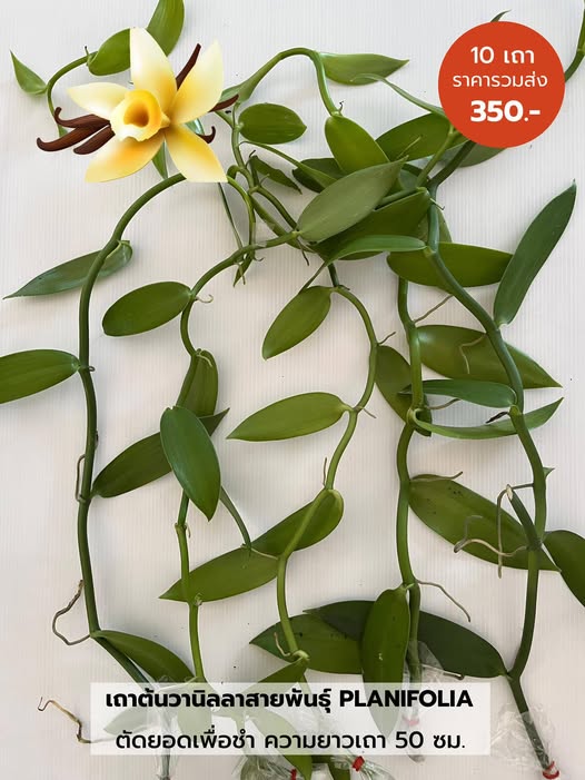 เถาต้นวานิลลาแพลนนิโฟเลียใบใหญ่ ความยาว 50 ซม. 1 ชุด มี 10 เถา