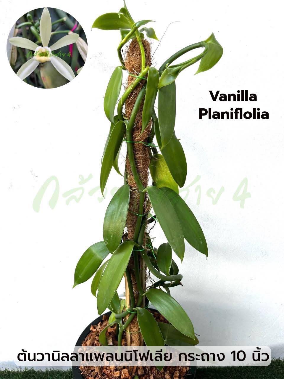 ต้นวานิลลา สายพันธุ์แพลนนิโฟเลีย กระถาง 10 นิ้ว (Planifolia Vanilla Orchid Plant) สูง 90 ซม. มี 3 เถา