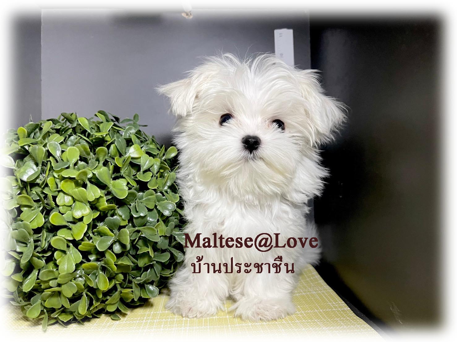 ลูกสุนัขมอลทีส