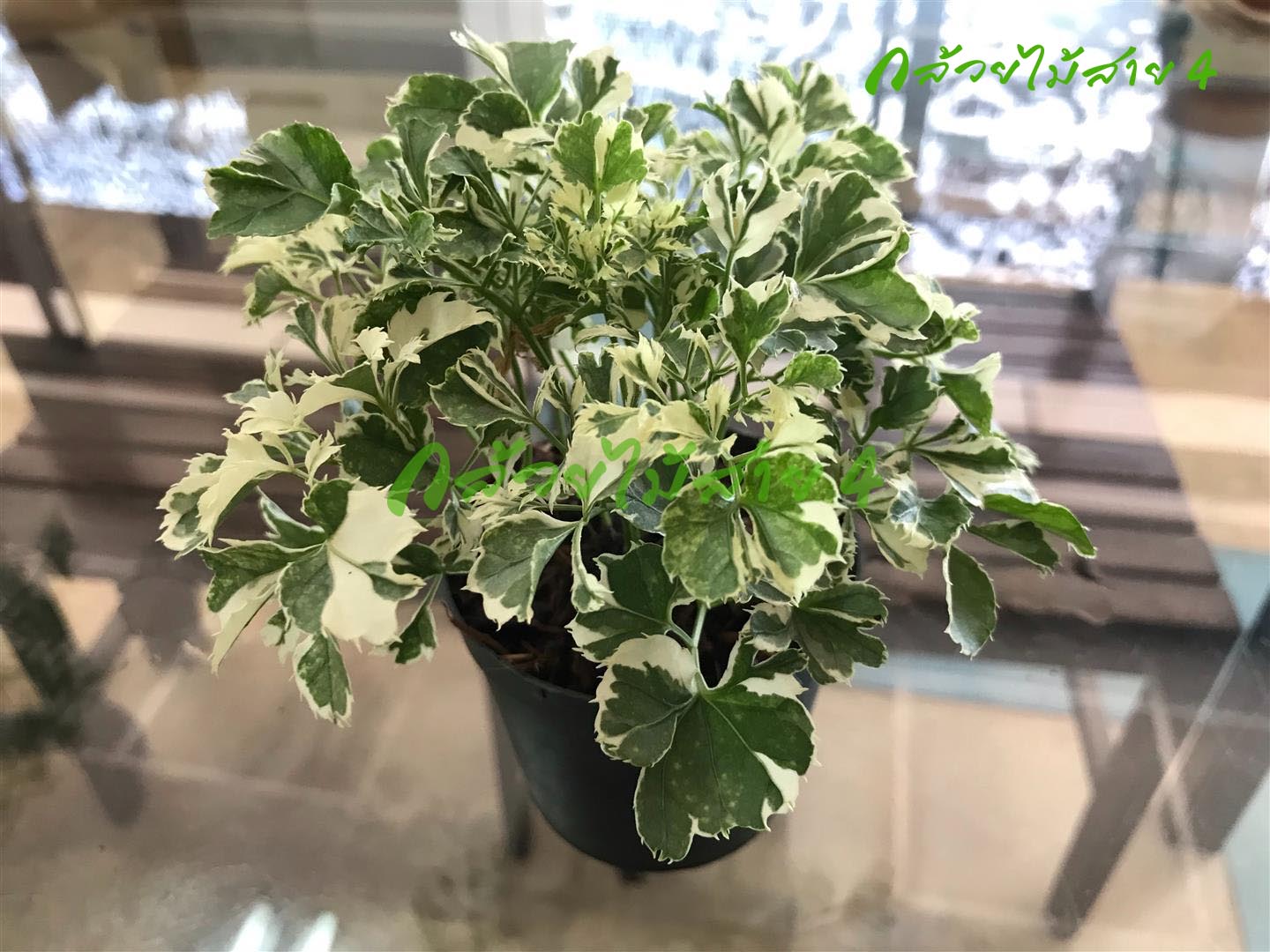 ต้นเล็บครุฑด่าง (Polyscia sp) ต้นไม้ประดับ โต๊ะทำงาน พร้อมกระถางสีดำ 3 นิ้ว