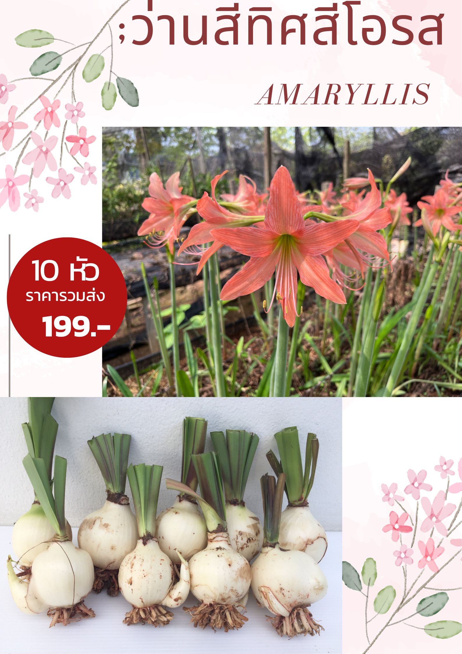 หัวว่านสี่ทิศ amaryllis ดอกสีส้ม สีโอรส 1 ชุด 10 หัว ปลูกง่าย ออกดอกบ่อย