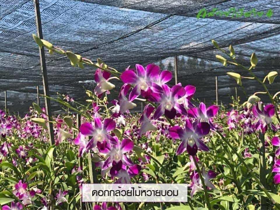 ต้นกล้วยไม้หวายหน่อชำ 10 ต้นคละ 3 สี ม่วง พันธุ์บอม, ชมพู พันธุ์ ซุปเปอร์พิงค์, ขาว พันธุ์ ขาว5N