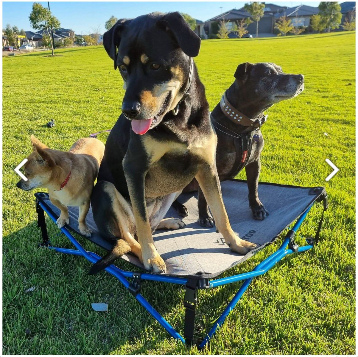 Navigator Dog Bed ที่นอนสำหรับสัตว์เลี้ยง