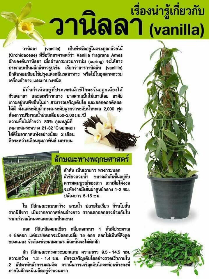 ต้นวานิลลาสายพันธุ์แพลนนิโฟเลีย กระถาง 6 นิ้ว พร้อมเสาใยมะพร้าว 1 สูง 55 ซม. กระถาง มี (Planifolia Vanilla Orchid Plants in 6 inch pot)