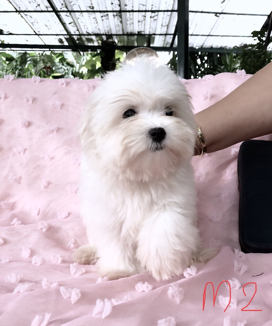 ขายลูกมอลทีส ตัวผู้ และตัวเมีย แข็งแรง