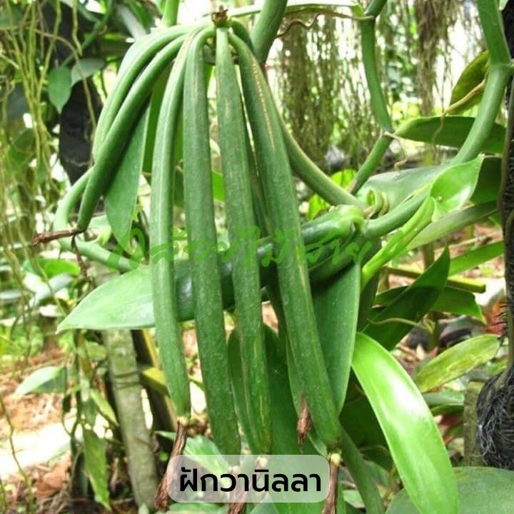 ต้นวานิลลา สายพันธุ์แพลนนิโฟเลีย กระถาง 10 นิ้ว (Planifolia Vanilla Orchid Plant) สูง 90 ซม. มี 3 เถา