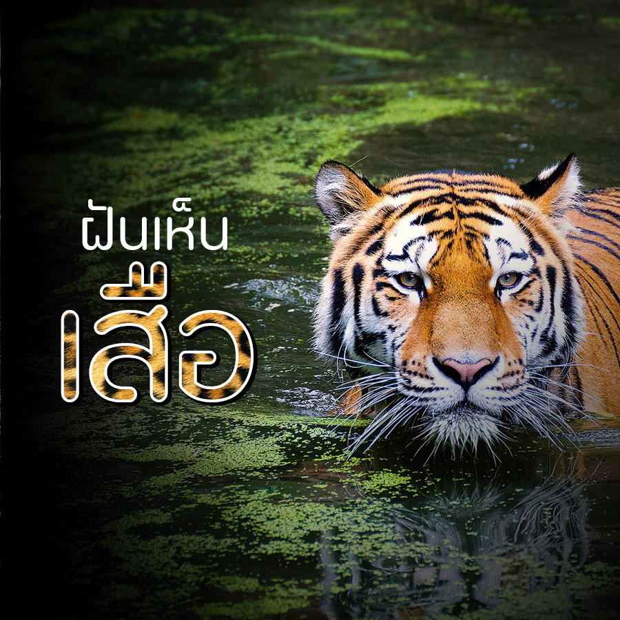ฝันเห็นเสือ