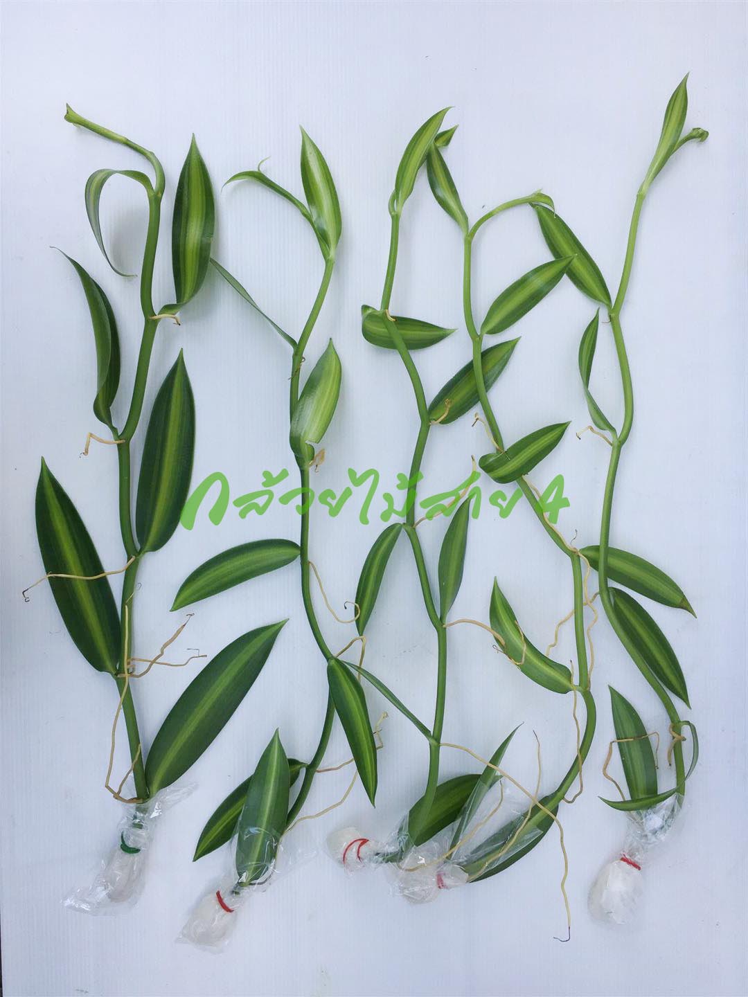 เถาต้นวานิลลาแพลนนิโฟเลียใบด่าง 1 ชุด มี 2 เถา ความยาวเถา 50 ซม. (Variegated Planifolia Vanilla Orchid Vines with 50 cm long - a set of 2 vines)