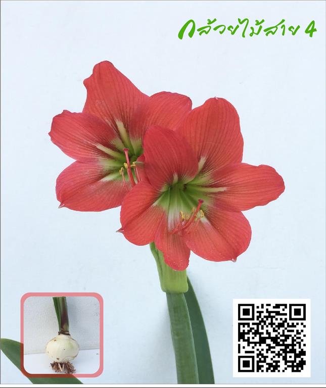หัวว่านสี่ทิศ amaryllis ดอกสีแดง 1 หัว ปลูกง่าย ออกดอกบ่อย