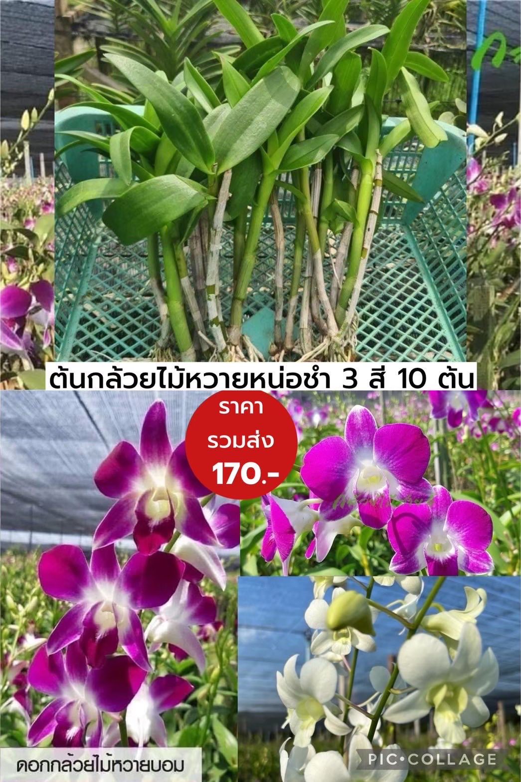 ต้นกล้วยไม้หวายหน่อชำ 10 ต้นคละ 3 สี ม่วง พันธุ์บอม, ชมพู พันธุ์ ซุปเปอร์พิงค์, ขาว พันธุ์ ขาว5N