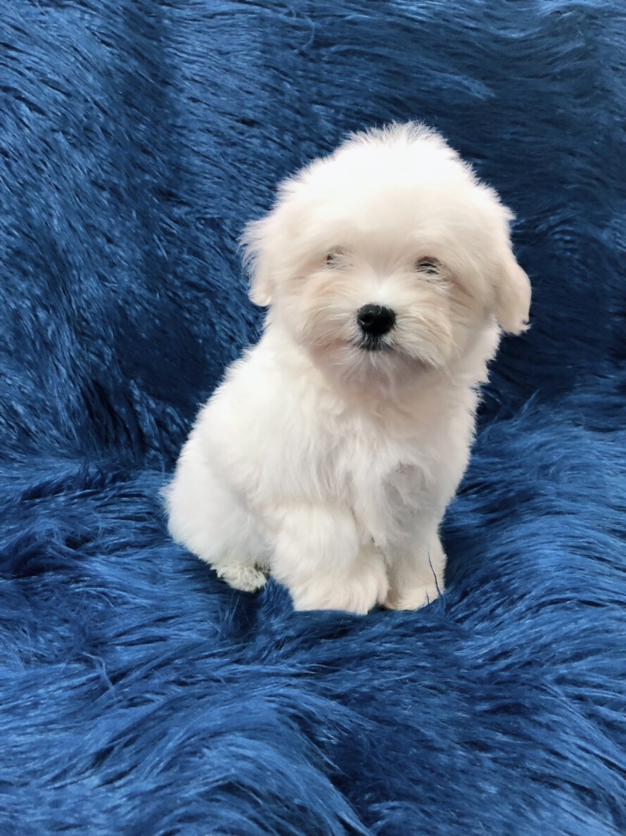 ขายมอลทีสสีขาว ตัวผู้ 3 ตัวเมีย 2 ตัว