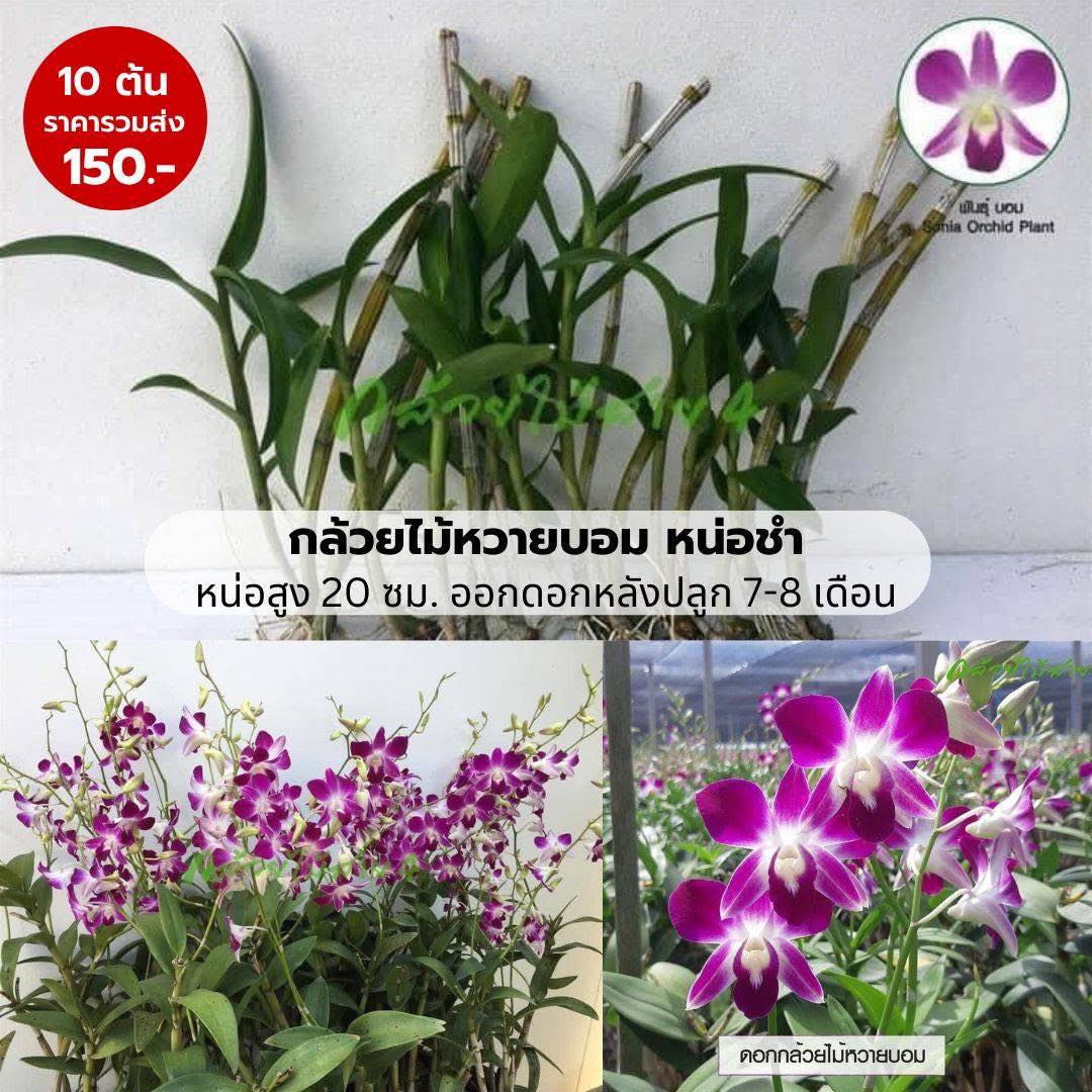 กล้วยไม้หวายหน่อชำ 10 ต้น พันธุ์บอม ดอกสีม่วง (10 young Sonia Dendrobium orchid plants)