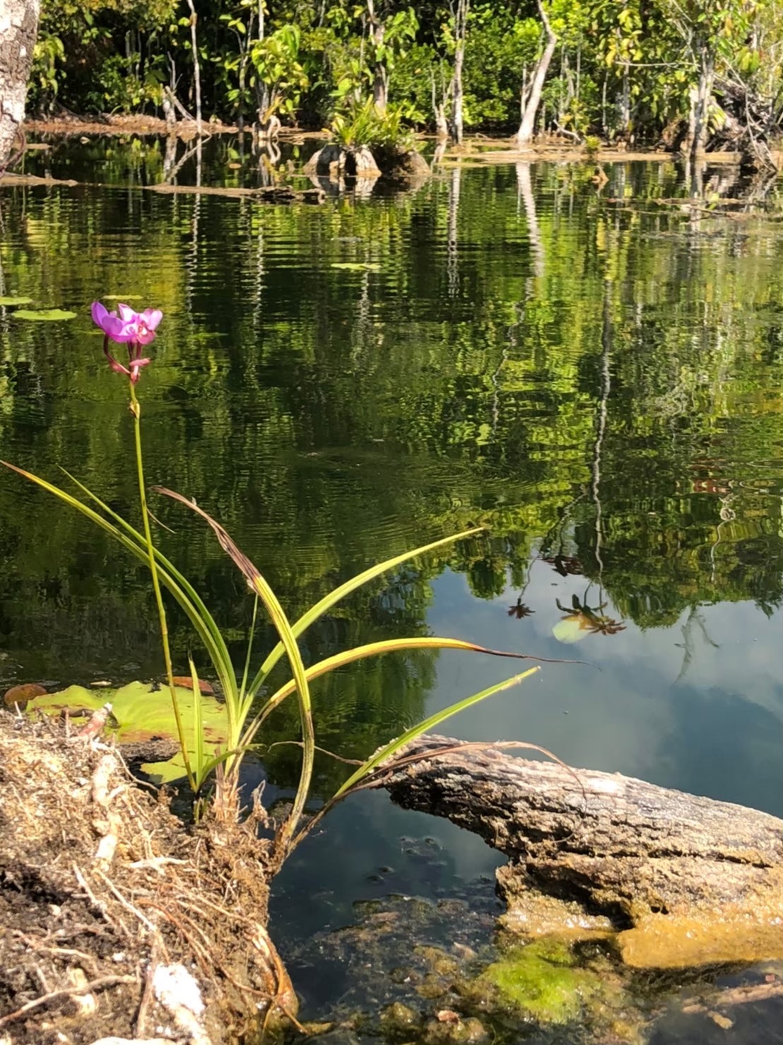 อันดับ 1 เที่ยวกระบี่ คลองหรูด คลองน้ำใส พายเรือคายัค ครึ่งวัน หนองทะเล อ่าวนาง กระบี่