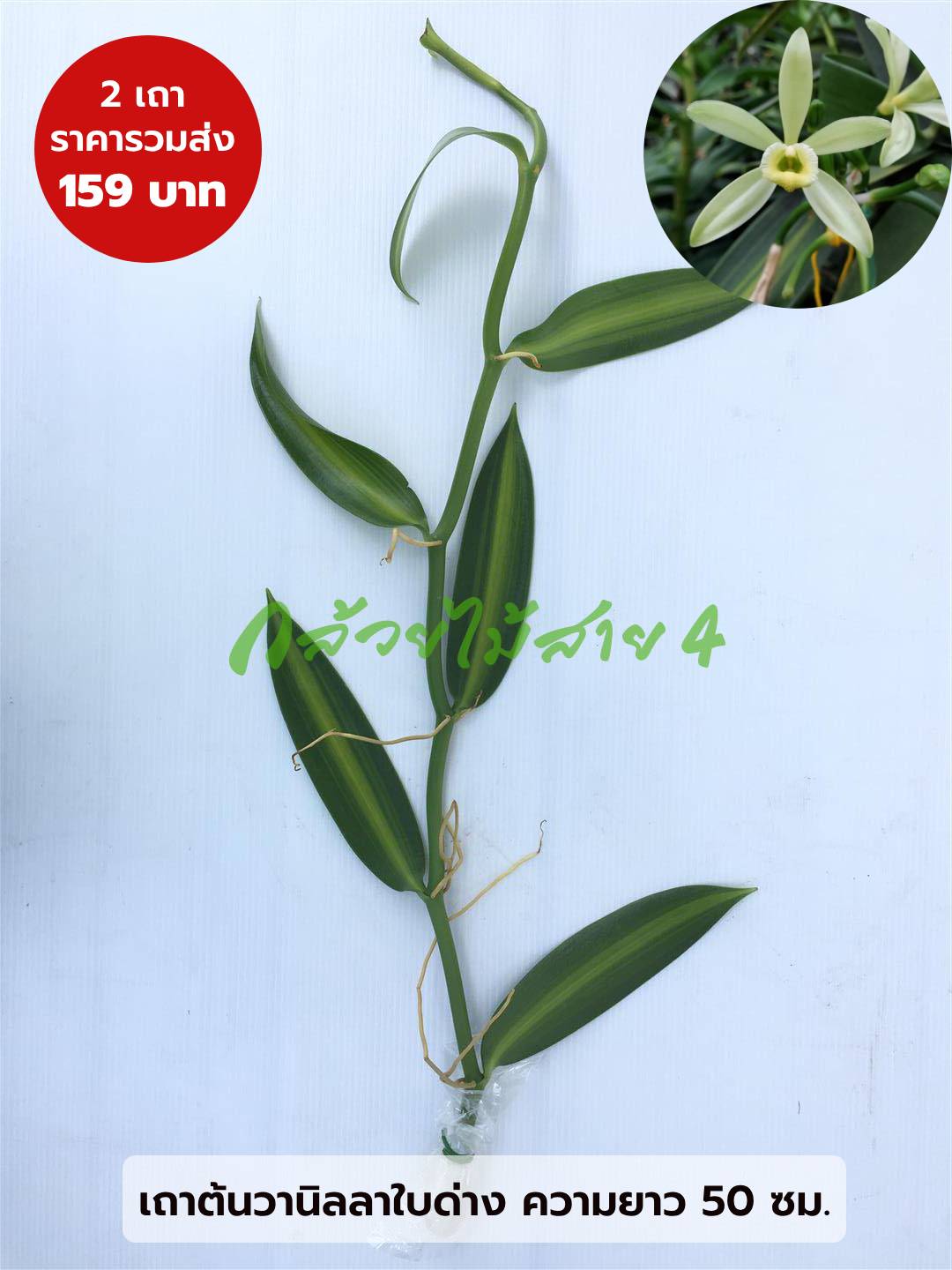 เถาต้นวานิลลาแพลนนิโฟเลียใบด่าง 1 ชุด มี 2 เถา ความยาวเถา 50 ซม. (Variegated Planifolia Vanilla Orchid Vines with 50 cm long - a set of 2 vines)