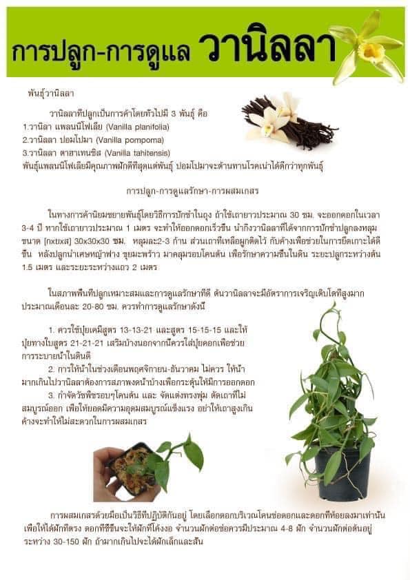 เถาต้นวานิลลาแพลนนิโฟเลียใบใหญ่ ความยาว 1 เมตร 1 ชุด 5 เถา
