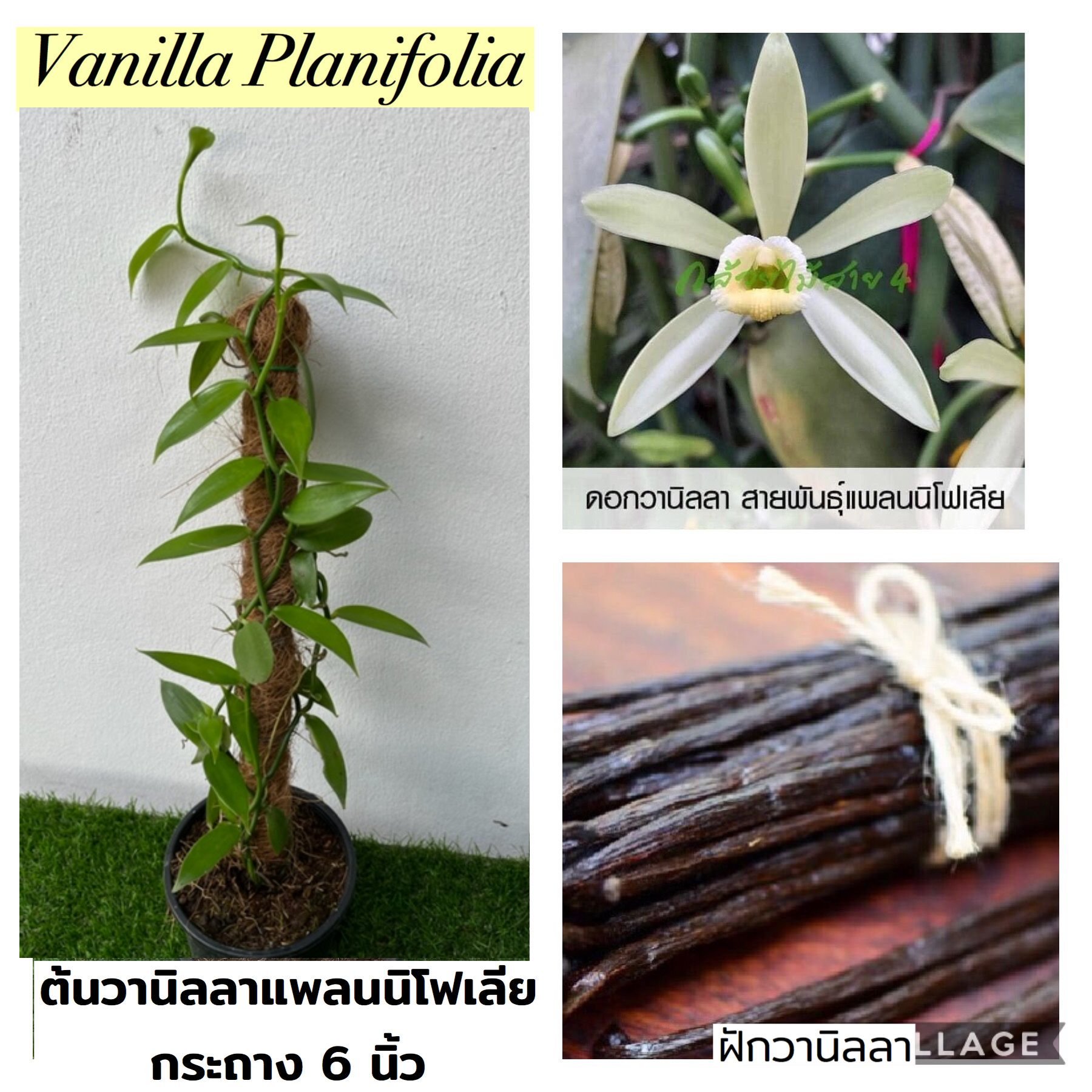 ต้นวานิลลาสายพันธุ์แพลนนิโฟเลีย กระถาง 6 นิ้ว พร้อมเสาใยมะพร้าว 1 สูง 55 ซม. กระถาง มี (Planifolia Vanilla Orchid Plants in 6 inch pot)