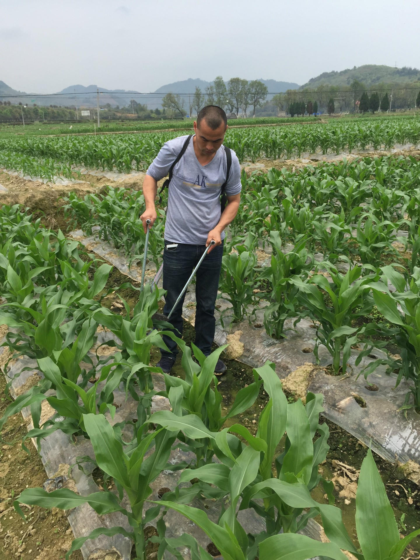 เครื่องฝังปุ๋ย ใส่ปุ๋ย ถังหยอดปุ๋ย