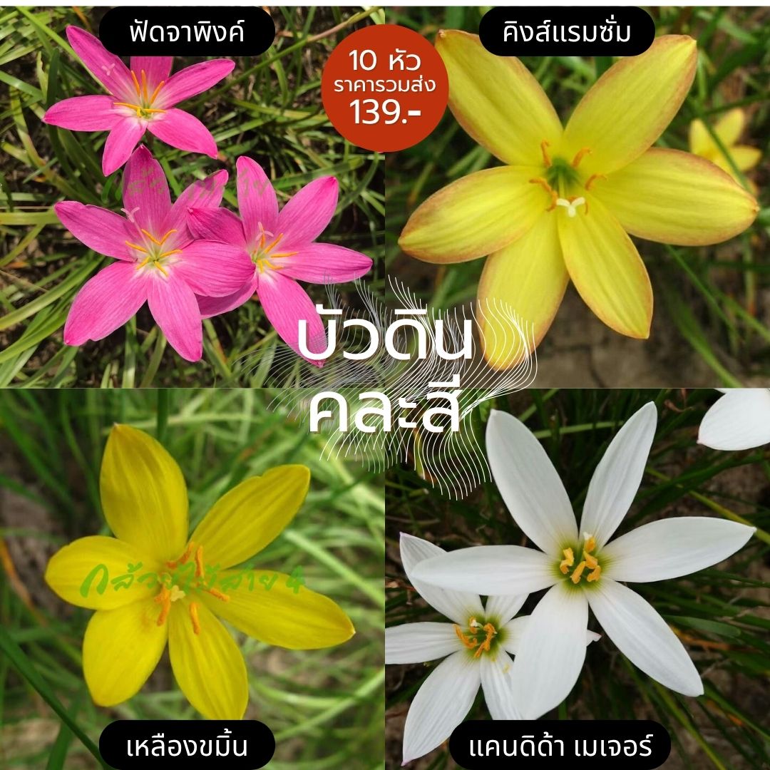 บัวดิน คละ 4 สี หลากหลายสายพันธุ์ 30 หัว