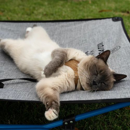Navigator Dog Bed ที่นอนสำหรับสัตว์เลี้ยง