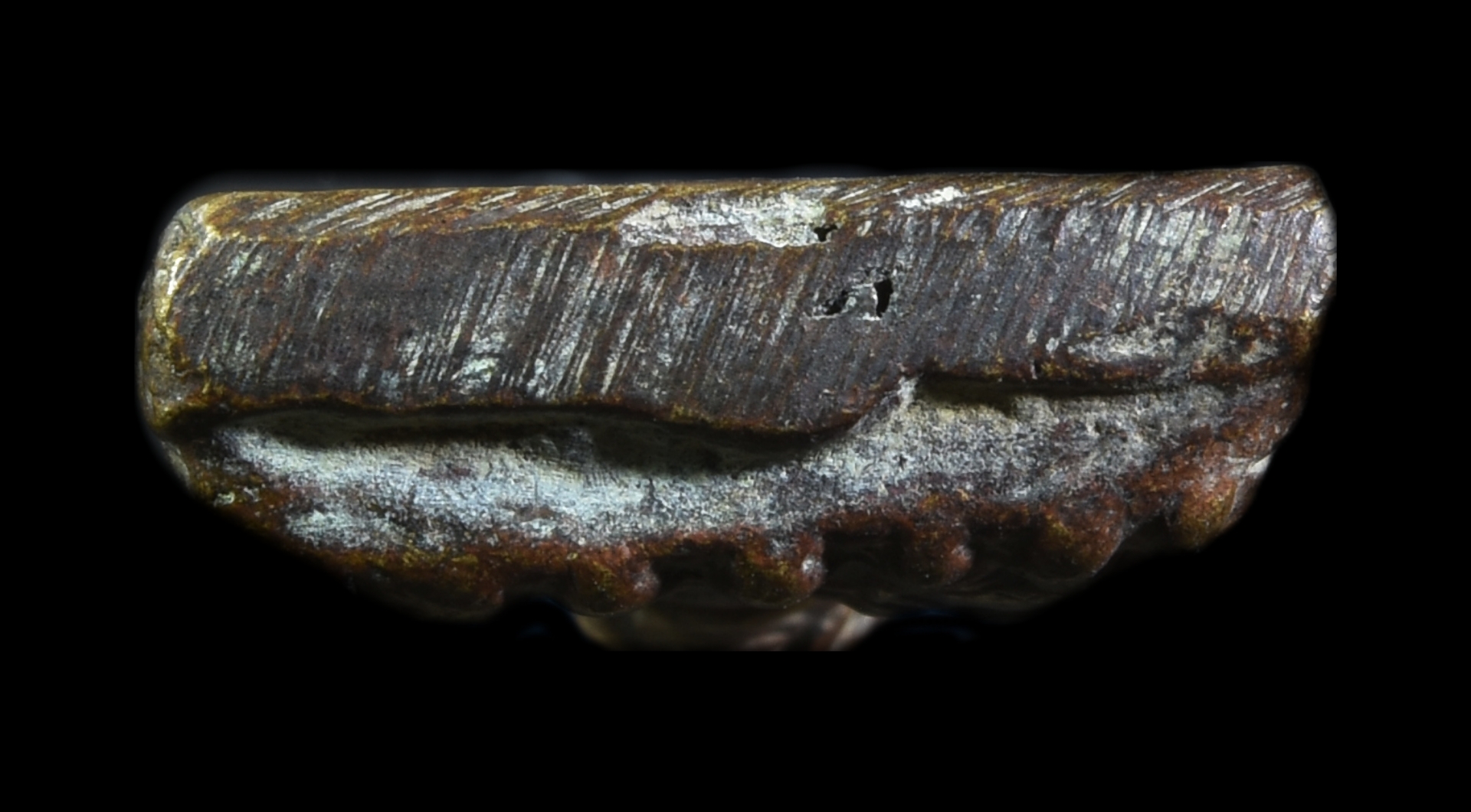 พระหลวงปู่ทวด หลังเตารีด