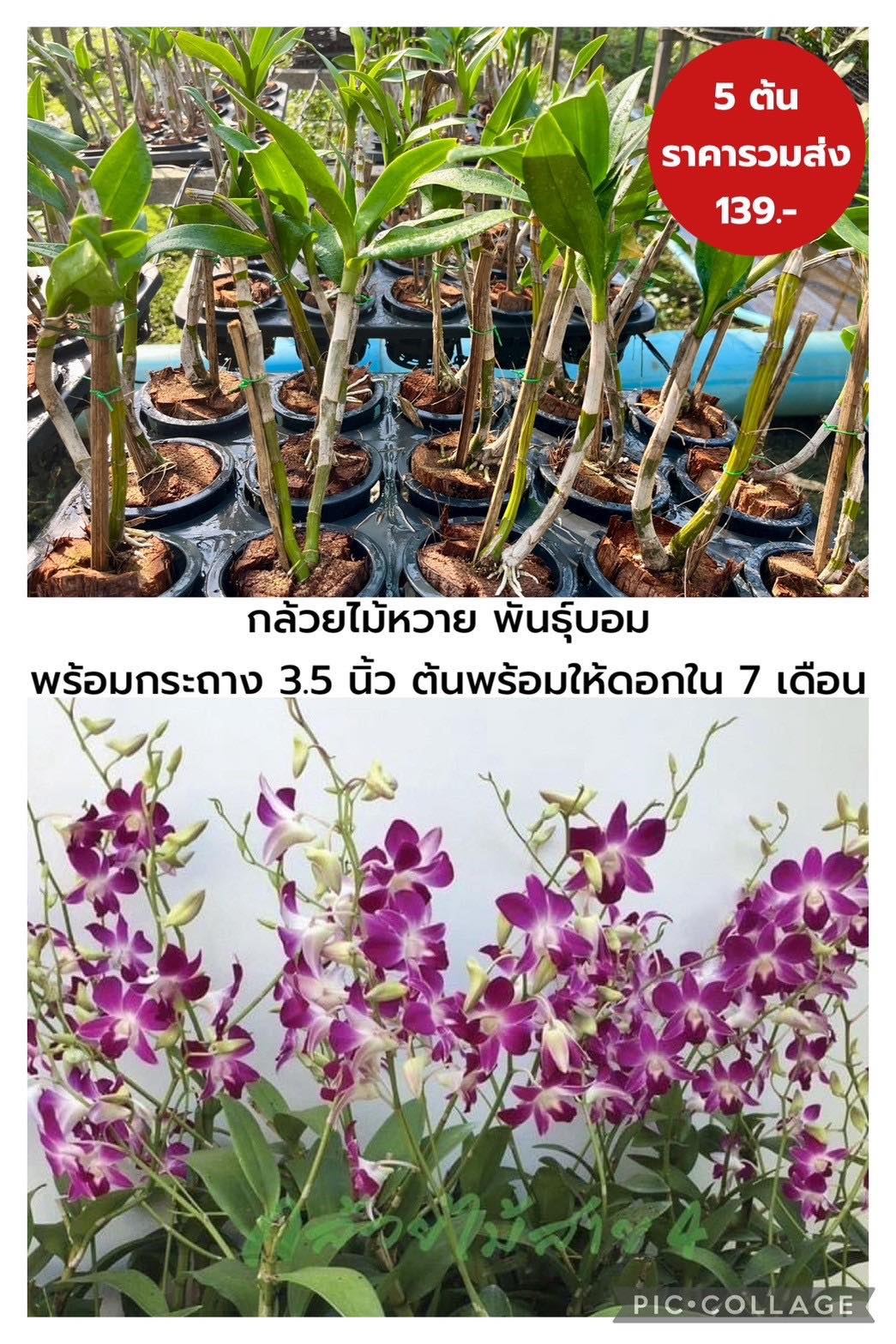 กล้วยไม้หวายกระถาง 5 ต้น พันธุ์บอม ดอกสีม่วง ต้นยังไม่มีดอก ปลูก 7 เดือนจะมีดอก