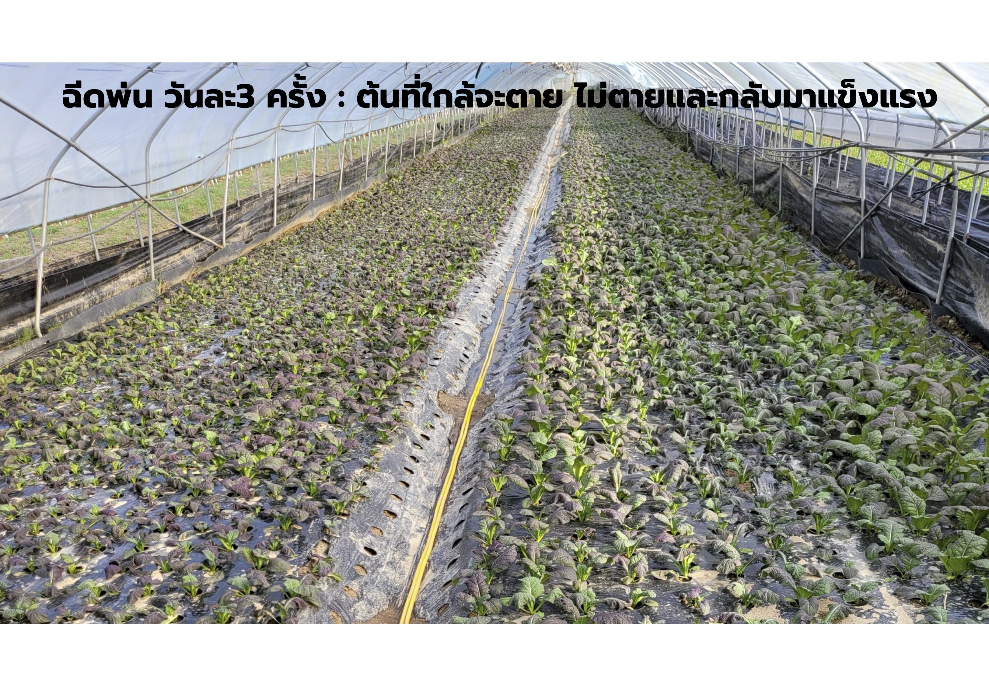 Alkaline Healing Water (EOS)-เครื่องกรองน้ำอัลคาไลน์ ไฮโดรเจน