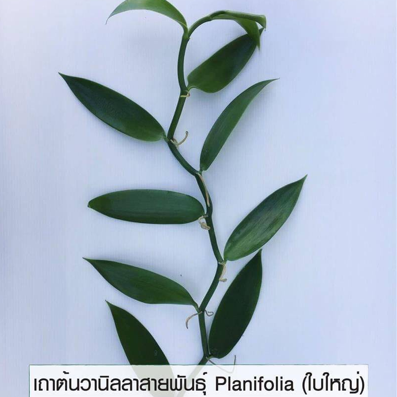 เถาต้นวานิลลาแพลนนิโฟเลียใบใหญ่ ความยาว 1 เมตร 1 ชุด 5 เถา