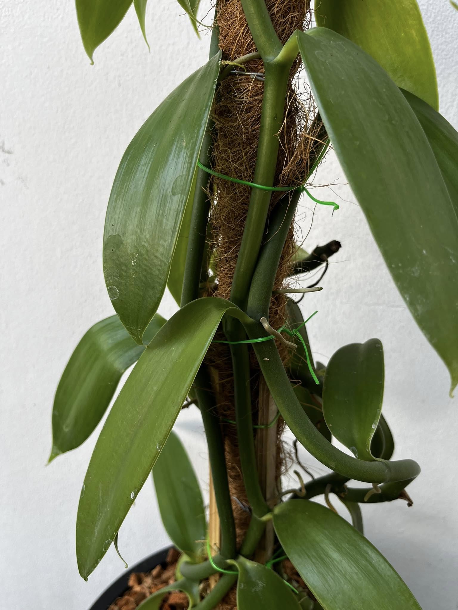 ต้นวานิลลา สายพันธุ์แพลนนิโฟเลีย กระถาง 10 นิ้ว (Planifolia Vanilla Orchid Plant) สูง 90 ซม. มี 3 เถา