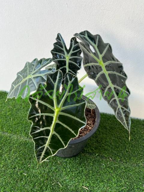ต้นแก้วสารพัดนึก กระถาง 10 นิ้ว (Alocasia) พันธุ์ใบใหญ๋ ตัวผู้ ไม้มงคล ขนาดไซส์ L ต้นสูง 50-55 ซม. จำนวน 4-5 ใบ