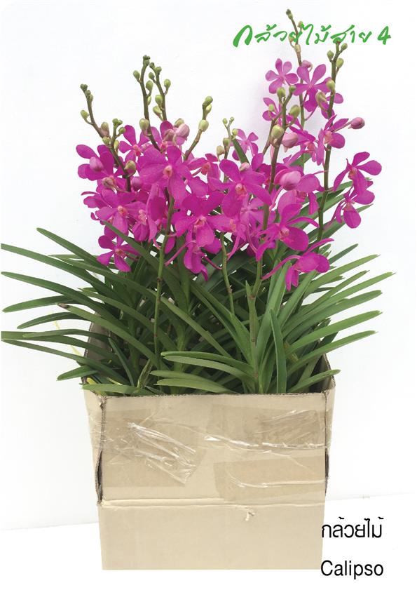 กล้วยไม้ม็อคคาร่าติดดอก คาลิปโซ่ ดอกสีม่วง 10 ต้น (10 Flowering Mokara Purple Calypso Orchid Plants)