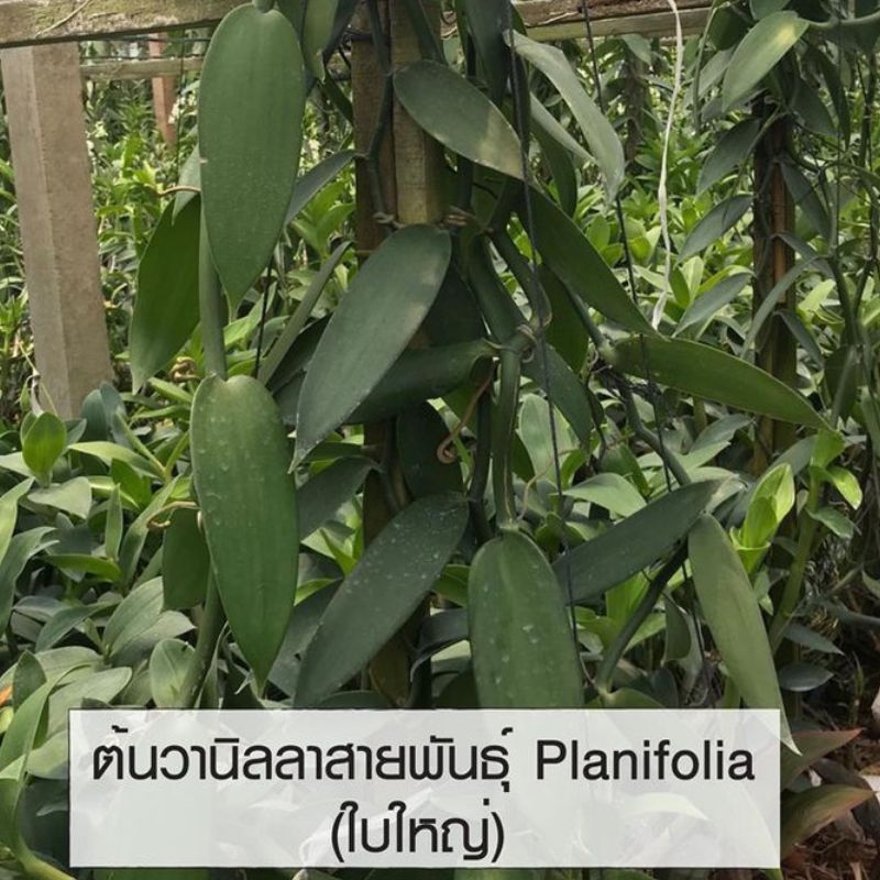 เถาต้นวานิลลาแพลนนิโฟเลียใบใหญ่ ความยาว 1 เมตร 1 ชุด 5 เถา