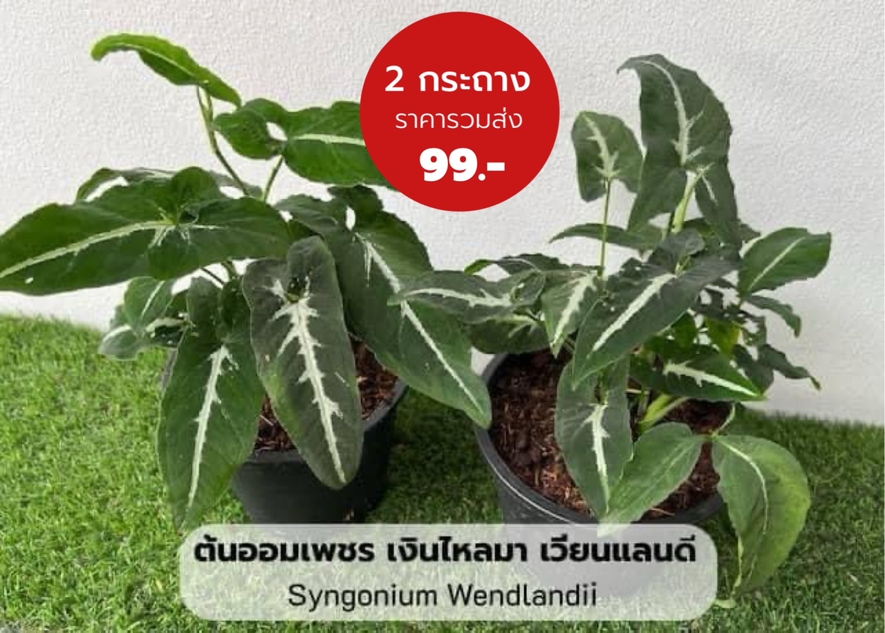 ต้นออมเพชร เงินไหลมา เวียนแลนดี (Syngonium Wendlandii) กระถาง 6 นิ้ว เซท 2 กระถาง