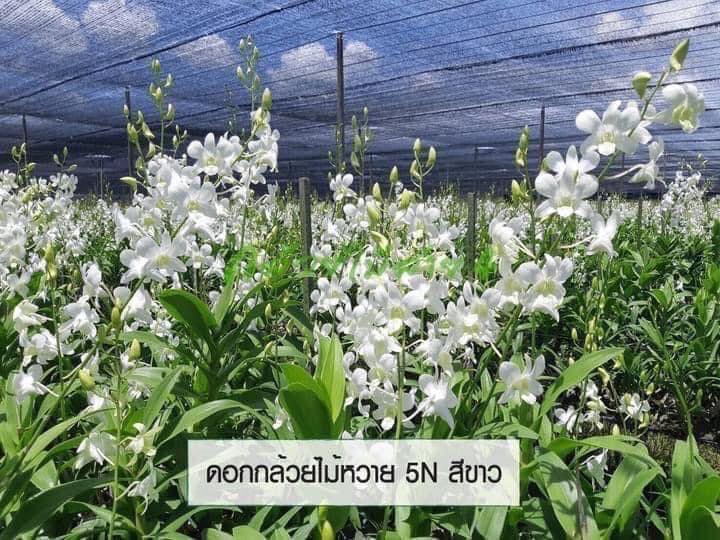 ต้นกล้วยไม้หวายหน่อชำ 10 ต้นคละ 3 สี ม่วง พันธุ์บอม, ชมพู พันธุ์ ซุปเปอร์พิงค์, ขาว พันธุ์ ขาว5N